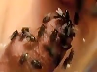 A lot of flies gaybeast com [ Zoophilia Porn Movie With Woman ]