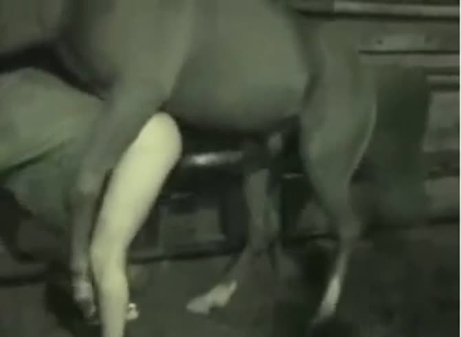 A horse fuck Animal Fuck
