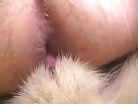 Akita doing missionary gaybeast com [ lust Fucked by beast ]
