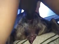 Anal and cum gaybeast com [ lust Fucked by Animal ]