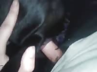 Anal first time with dog gaybeast com [ Woman Fucked by Pet ]