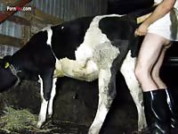 Animalboy cow sex