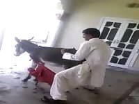 Arab man fucks donkey