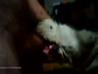 Awesome dog blowjob gaybeast com [ Girl Fucked by Animal ]