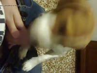 Beagle first blowjob 1 gaybeast com [ Girls Fucked by Animal ]