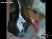 SexWithDog: Bestiality sex with hot woman and her St. Bernard