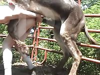 Pornfay: Donkey mounts slut in farm porn