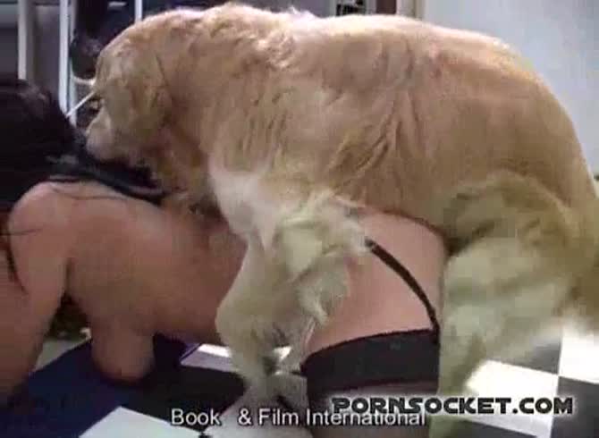 Pornsocket Com - Pornsocket: Live bestiality porn gets recorded - Zoo Porn Dog at Katitube