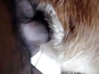 Big black cock in dogs tight pussy gaybeast com [ lust Fucked by Pet ]