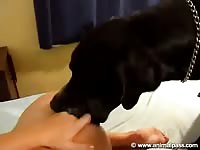 AnimalPass:  Hot blonde masturbates while getting licked in dog porn