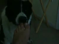 Big dog licks my feet gaybeast com [ Zoophilia lust ]