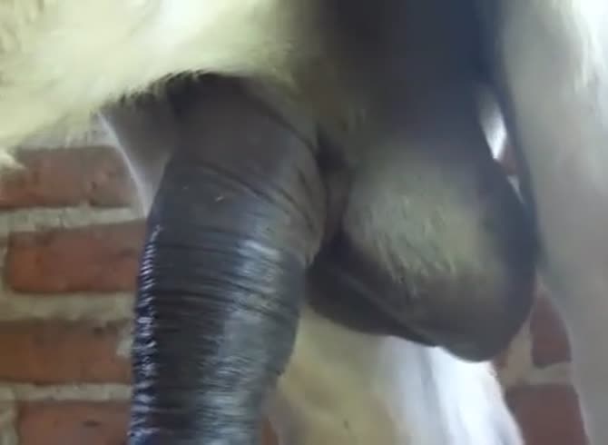 Donkey Giral Xvideo - Big donkey gaybeast com [ Zoophilia Sex Video With Girl ] - Katitube Kinky  Sex