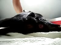 Woman anal 1 gaybeast com [ Woman Fucked by Pet ]