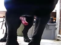 Black dog cumming gaybeast com [ Zoophilia Girls ]