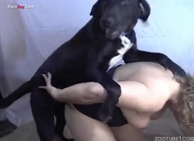 Pornfay: Black dog creampies hot owner in dog porn shoot - Zoo Porn Dog at  Katitube