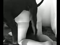 Black dog enters lusty owner&#039;s ass while having dog sex