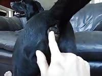 Black lab fingered gaybeast com [ Woman Fucked by Animal ]