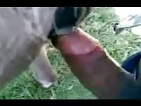 Boy fucking pussy mule on the farm the bastard got his cock hard in the pussy of the little mule and enjoyed it in the