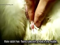 Bunny dick and pussy gaybeast com [ Animal Porn Tube With Lust ]