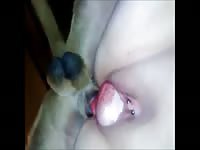 Pierced pussy is filled with dog&#039;s dick in zoophilia action