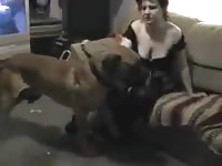 Pervy slut spreads her legs so multiple dogs can lick her in wild animal xxx