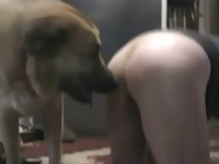 Sexy amateur bestiality girl teases her dog with her ass until her mounts her