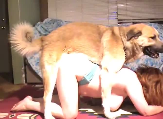 Vip Girll Dog Sex - Hot slut teaches dog how to properly hump in dog sex video - Zoo Porn Dog  at Katitube