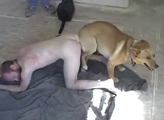 Dog With Dog Porn - Male dog rough fuck with horny slut and gets stuck ï¿½ bestiality porn -  Katitube Kinky Sex