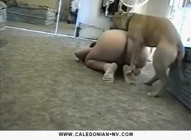 Pitbull Fucks Girl - Girl with big ass fucked by boxer in dog porn - Zoo Porn Dog at Katitube