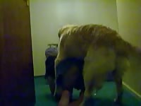 Dog humps hot slut Shylark in dog porn