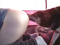 Dog fucks owner while camping in dog porn video