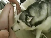 Husky licks human&#039;s pussy in dog porn