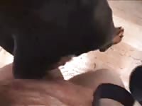 Dog cunt fingered in bestiality porn