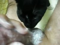 Cat Lick 1 Gay Beast Com - Animal Sex Tube