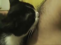 Cat Sucking Nipple Gay Beast Com - Animal Porn