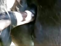 Chance Horse Anal Gay Beast Com - Animal Porn Video