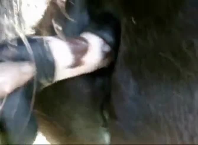 Horse Anal Gay Sex - Chance Horse Anal Gay Beast Com - Animal Porn Video - Katitube Kinky Sex