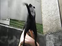 Chico Haciendo El Amor Con Un Perro Negro Mpeg4