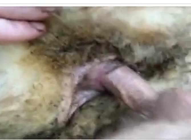 Man fucking a female sheep - XXX photo