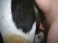 Cow Fuck 3 Gaybeast - Animal Porn