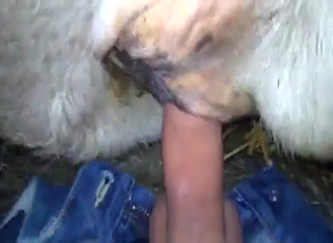 Cow Fuck Sex