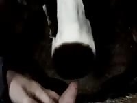 Cow Lick Gay Beast Com - Animal Porn Video