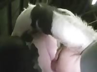 Man Fuck Cow Video Prom Xxx - Search kinky Results on Katitube for: cow porn - Page 1