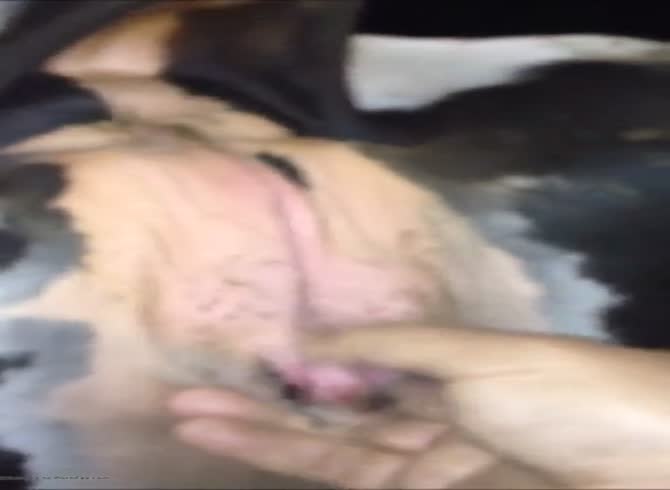 Cow Fisting Pussy - Cow Pussy1 Gaybeast Rip - Animal Porn Video - Katitube Kinky Sex