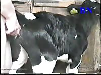 Cow Shaggin 1 Gaybeast.Com - Beastiality XXX Sex Video