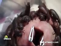 Darkling Beetles Penis Torture Gay Beast Com - Beastiality Porn Tube