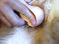 Dildo In Womanes Ass Gaybeast.Com - Beastiality Sex Video