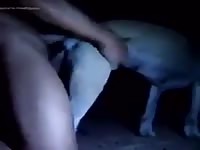 Dog 25 Gay Beast Com - Beastiality Sex Video