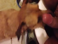 Dog Eating Cum Gay Beast Com - Bestiality Sex Video