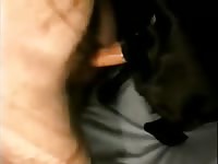 Dog Fuck 9 Gaybeast Rip - Beastiality Porn Movie